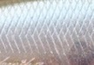 GF76
